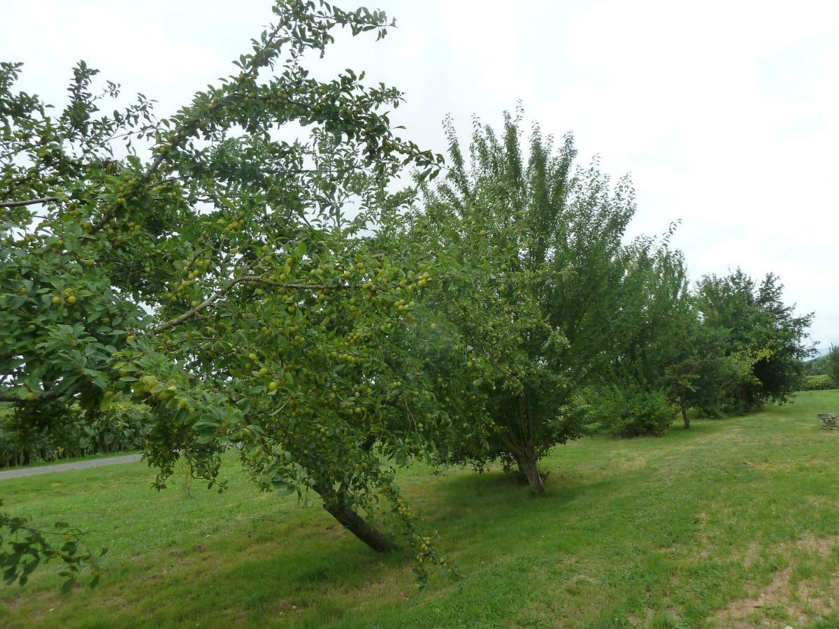 Gite Cosy Grand Confort Dans Un Ecrin De Verdure Agudelle Exterior foto
